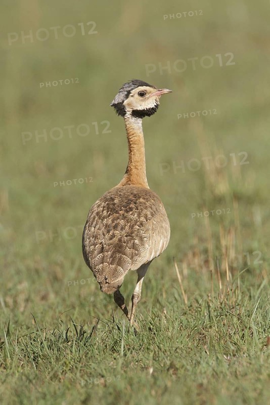 White-bellied Bustard (Eupodotis senegalensis) male, Mpumalanga, South Africa