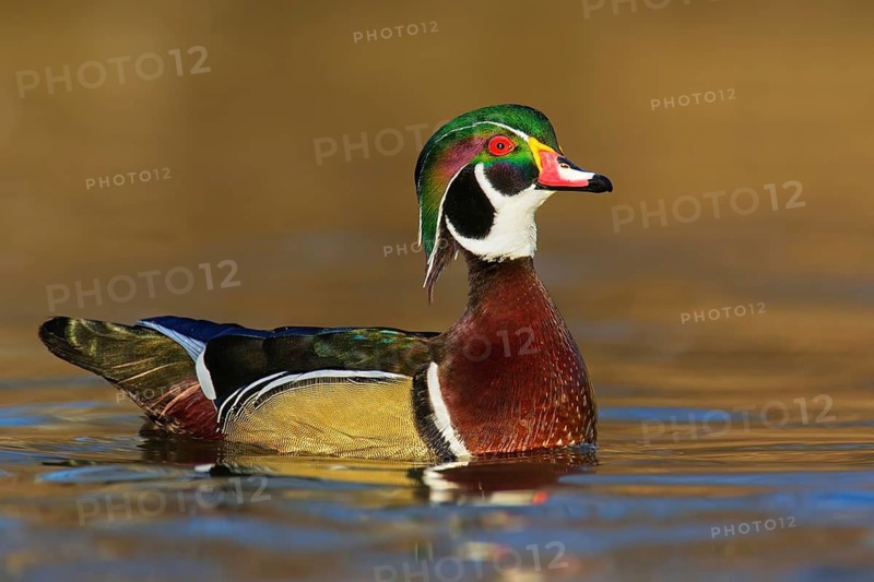 Wood Duck (Aix sponsa) male, British Columbia, Canada