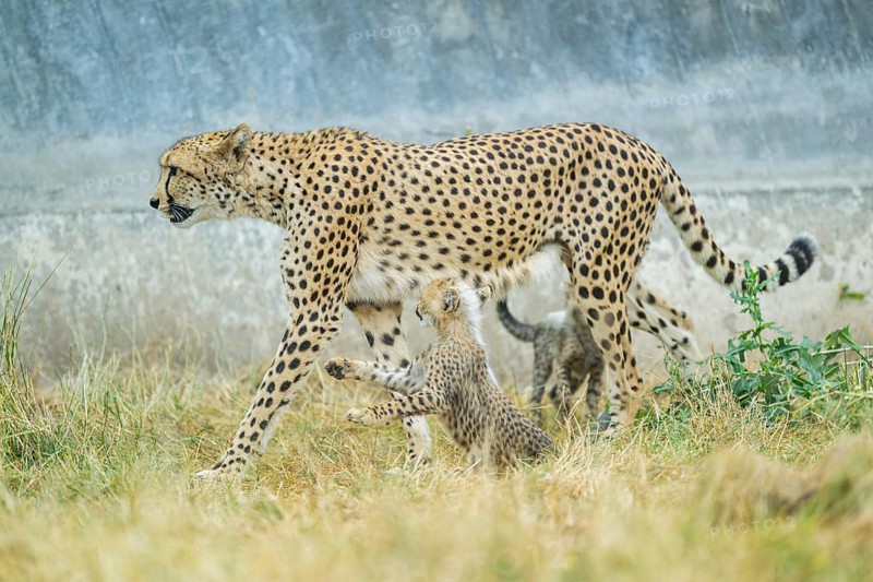 Cheetah (Acinonyx jubatus) mother with her youngster, captive, occurrence Africa