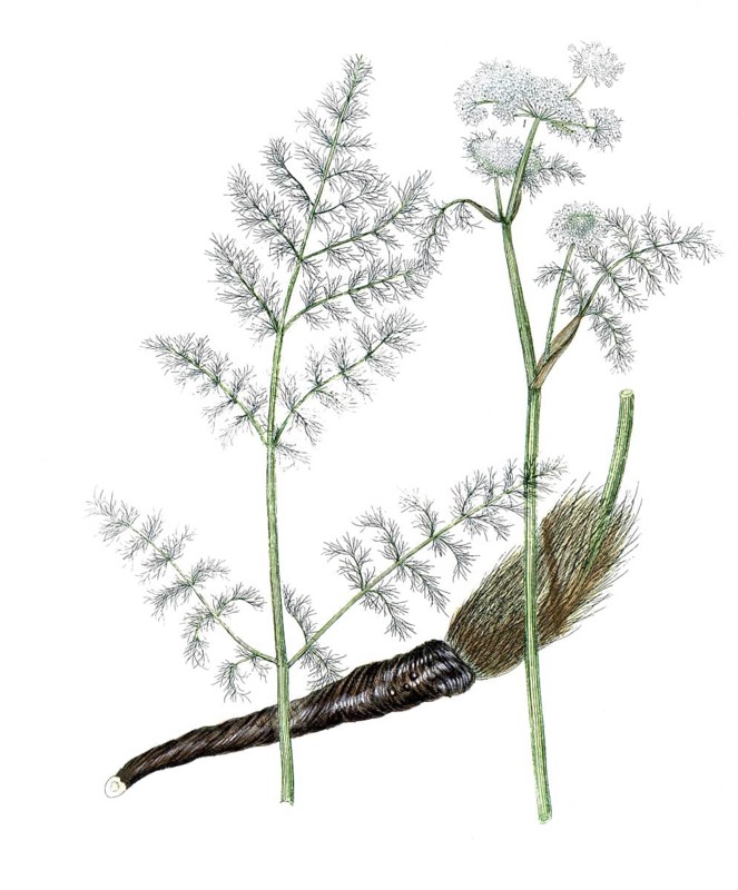 Aethusa meum, Baldmoney, bear fennel, bear's bane, bear's bane, digital reproduction of a historical original, between 1790 and 1810