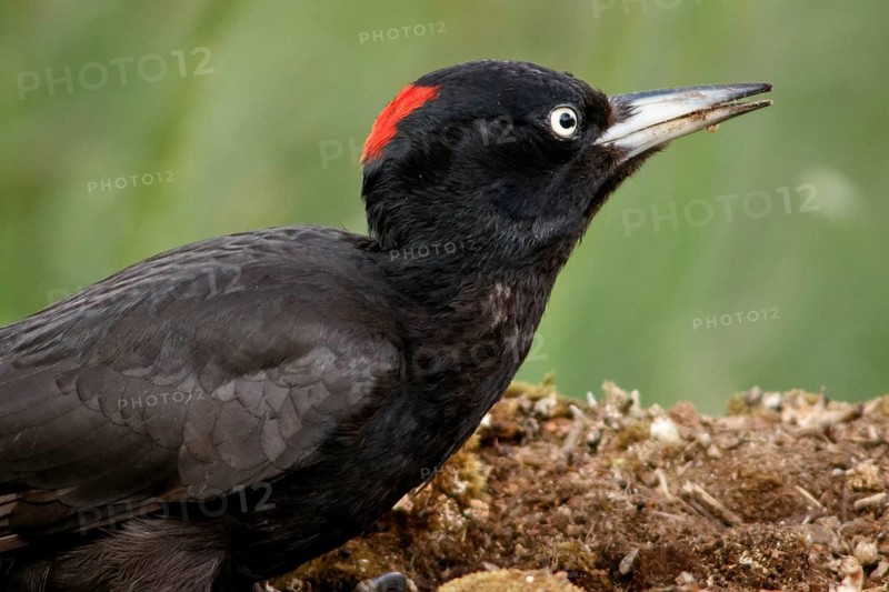Black woodpecker (Dryocopus martius), female on forest, Castile and Leon, Spain