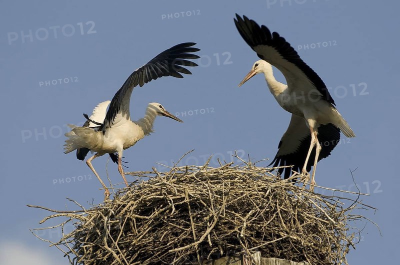 White Stork (Ciconia ciconia) nest, Saxony, Germany