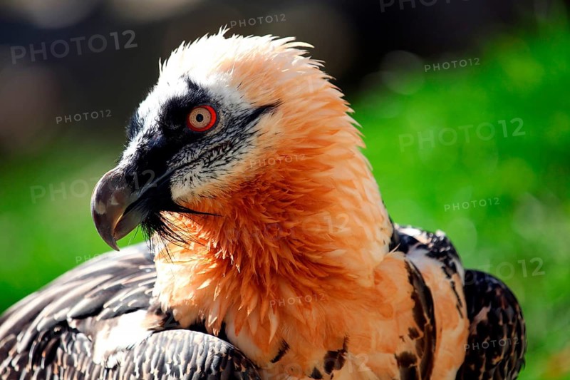 Bearded vulture (Gypaetus barbatus) portrait, Alpenzoo Innsbruck, Tyrol, Austria, Tyrol, Austria