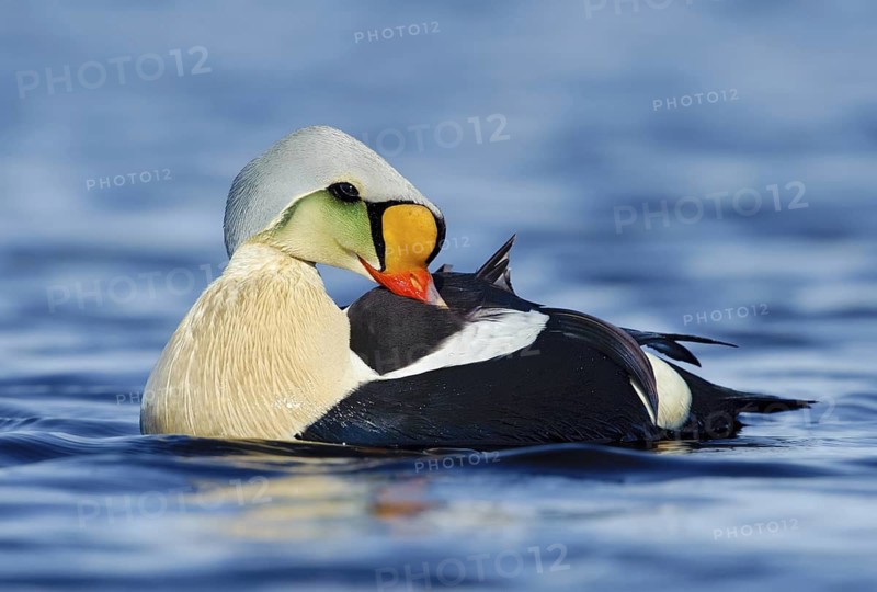 King Eider (Somateria spectabilis) male, Alaska, USA