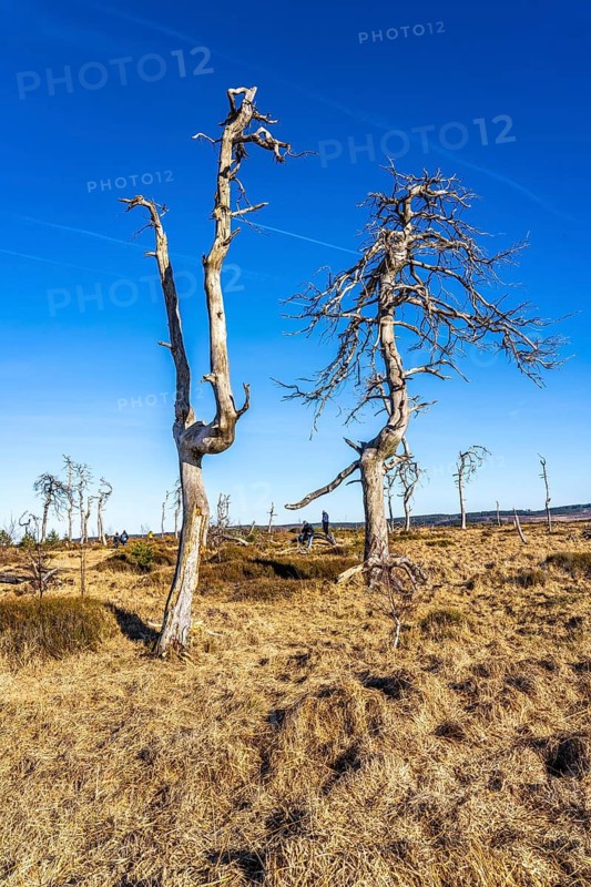 Noir Flohay ghost forest, remnants of a forest fire from 2011 in the High Fens, high moor, in the Eifel and Ardennes region, High Fens-Eifel nature park Park, north-east of Baraque Michel, Belgium, Wallonia