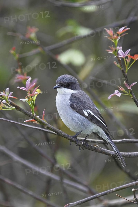 Fiscal Flycatcher (Melaenornis silens) Western Cape, South Africa