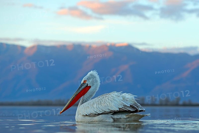 Dalmatian pelican, Pelecanus crispus, in Lake Kerkini, Greece. Palican on blue water surface. Wildlife scene from Europe nature. Bird mountain background. Palican with long orange bill. Bird evening