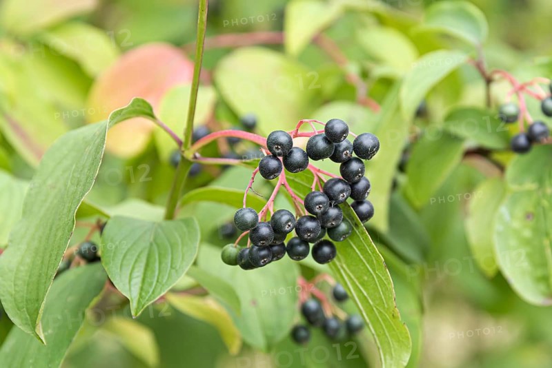 Common Dogwood (Cornus sanguinea), Germany
