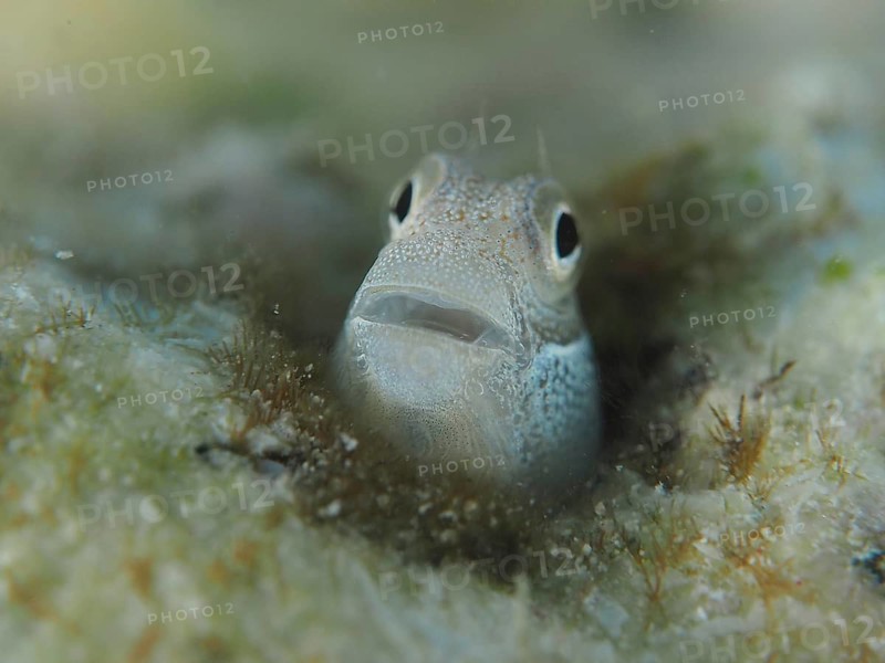 Blue-bellied crested tusk (Alloblennius pictus)