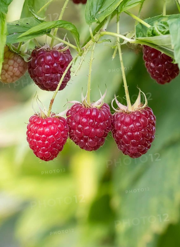 Raspberry (Rubus idaeus 'Polka'), Ihlenweg 7, Germany