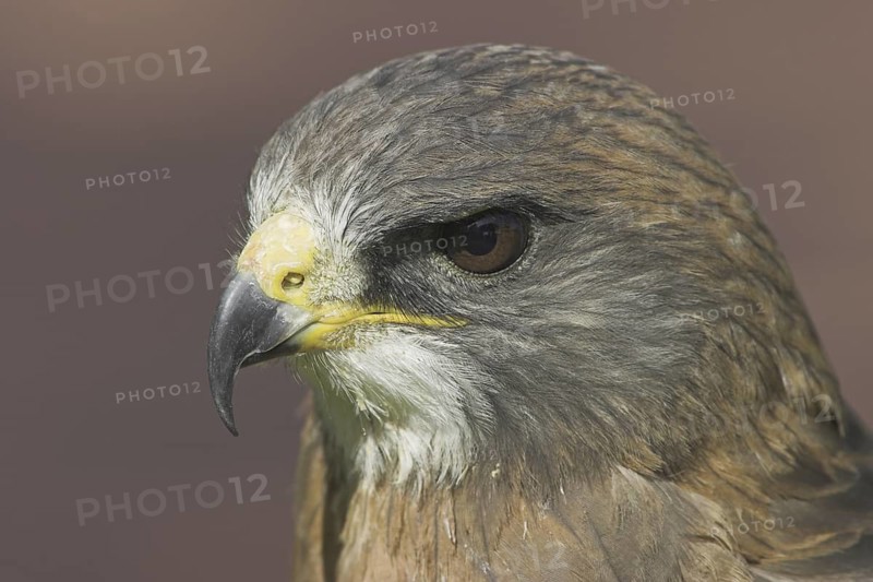 Swainson's Hawk (Buteo swainsoni), Alberta, Canada