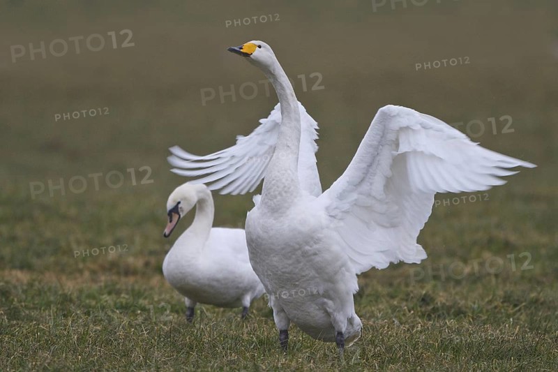 Whooper Swan & Mute Swan (Cygnus cygnus & Cygnus olor), North Rhine-Westphalia, Germany