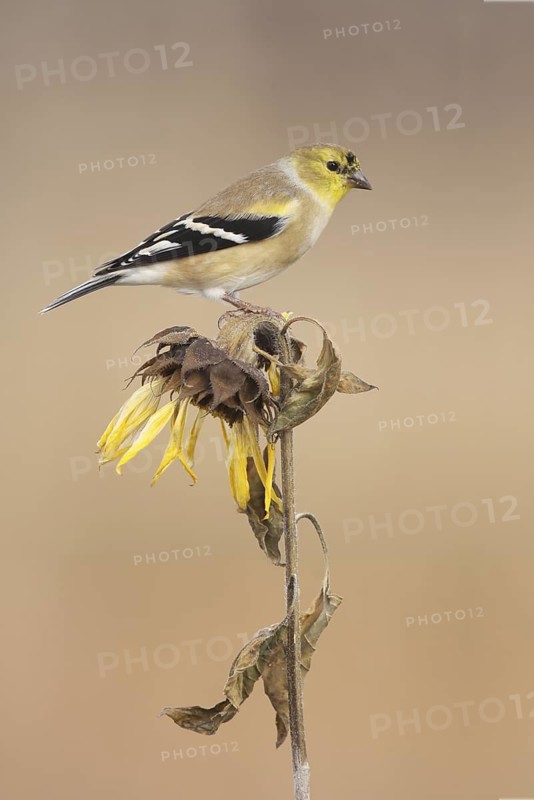 American Goldfinch (Spinus tristis), Ohio, USA