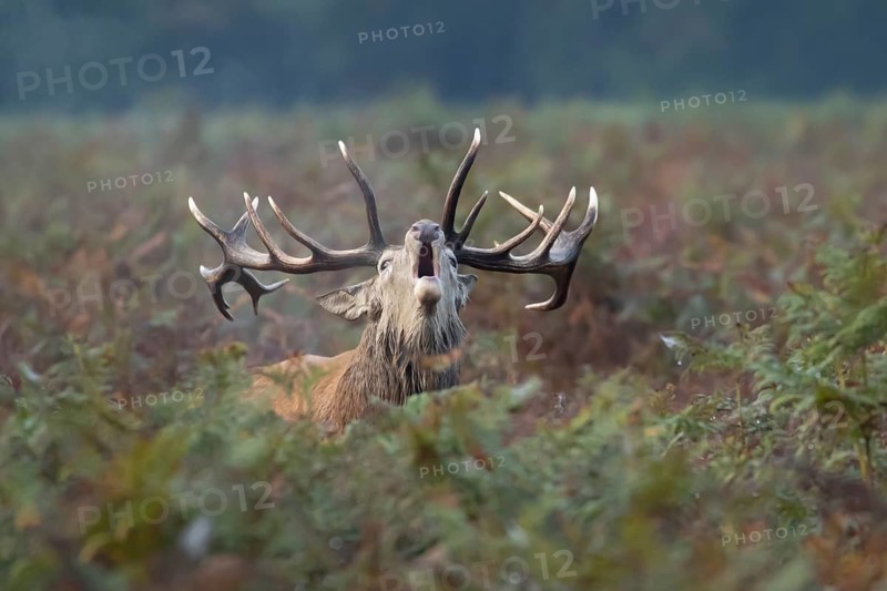 Red deer (Cervus elaphus) adult male stag bellowing during the rutting season in autumn, England, United Kingdom