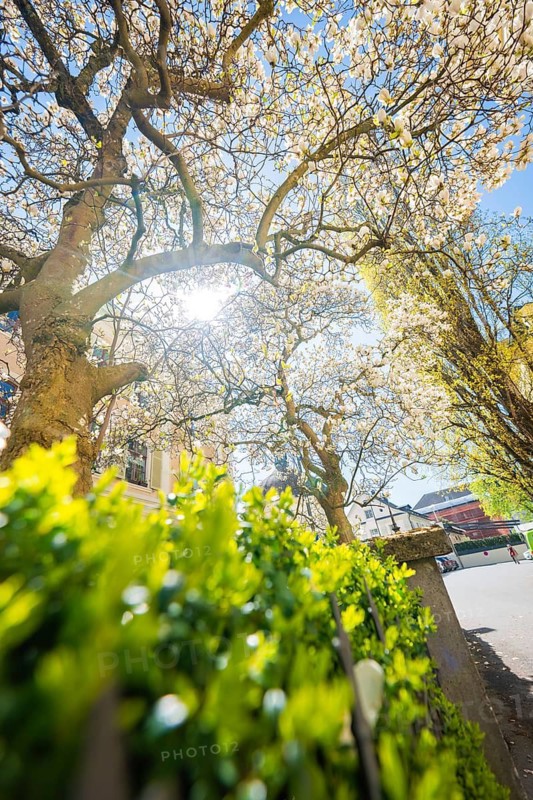 Blooming trees and bright sun in an urban environment with green foliage, Bregenz, Vorarlberg, Austria
