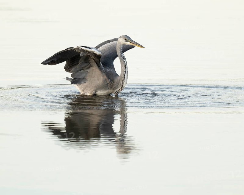 Grey heron (Ardea cinerea) standing with open wings in the shallow water zone of a lake, Lower Saxony, Germany