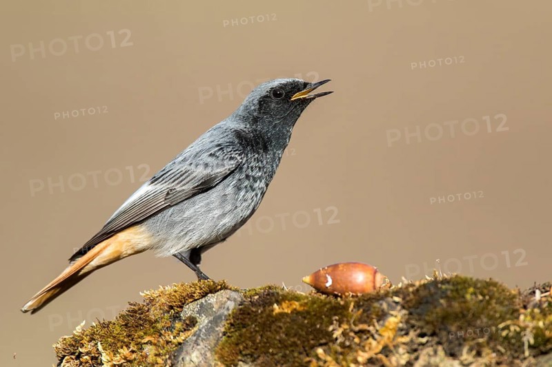 Black Redstart (Phoenicurus ochruros) male perched on the ground, Madrid, Spain