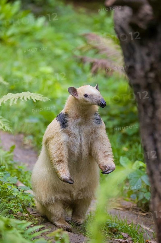 One southern tamandua (Tamandua tetradactyla), standing tall, sniffing something