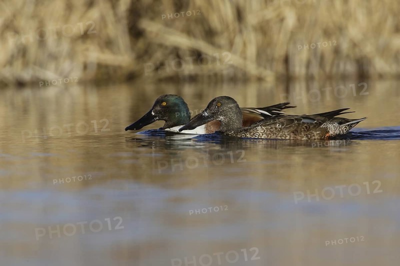 Northern Shoveler (Spatula clypeata) male, California, USA
