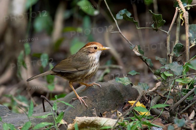 Puff-throated Babbler (Pellorneum ruficeps), Kaeng Krachan, Thailand