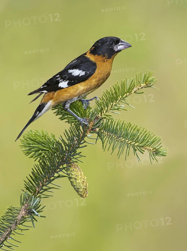 Black-headed Grosbeak (Pheucticus melanocephalus) male, British Columbia, Canada