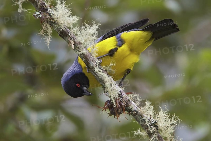 Hooded Mountain-Tanager (Buthraupis montana) perched on a branch in Ecuador, South America