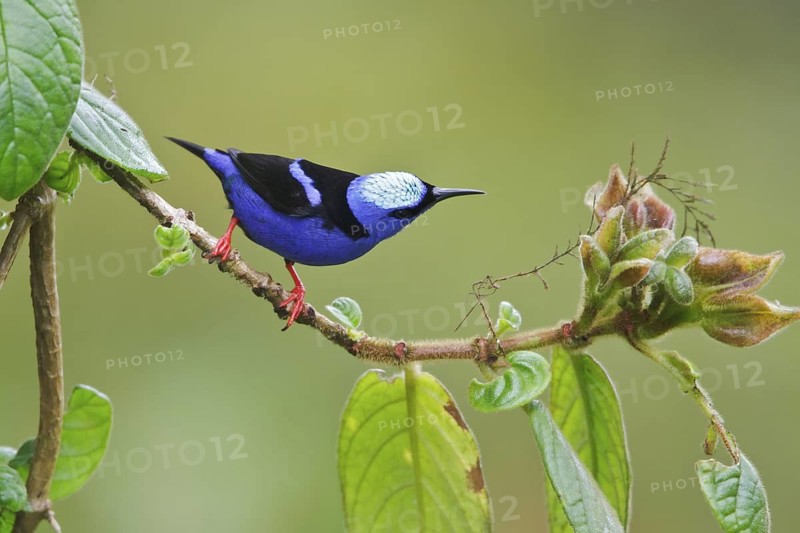 Red-legged Honeycreeper (Cyanerpes cyaneus) perched on a branch in Costa Rica, Central America