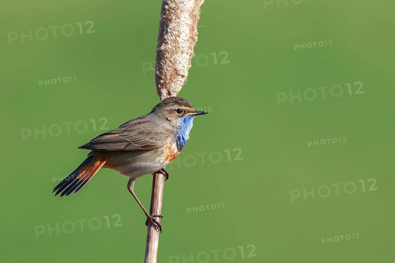 Bluethroat (Luscinia svecica cyanecula) male perched on a cattail, Netherlands