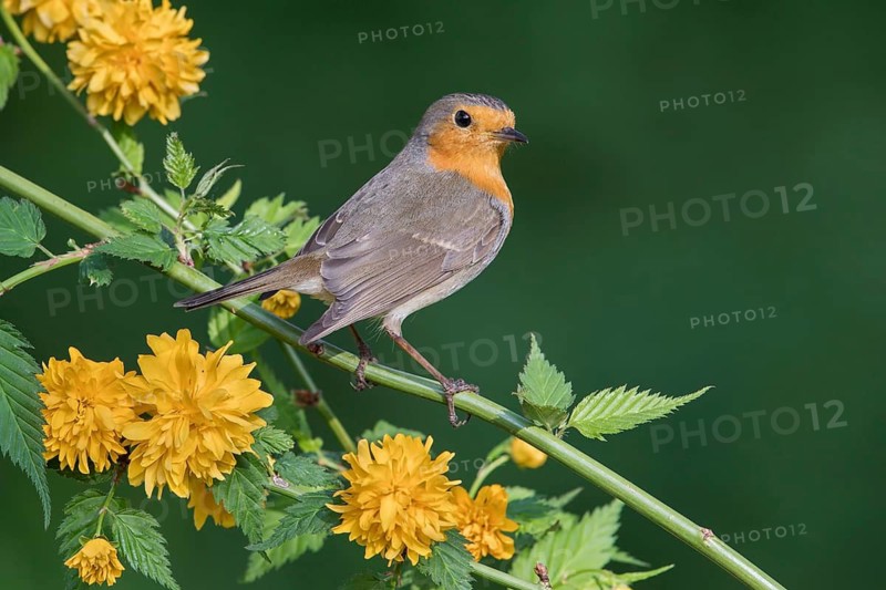 European Robin (Erithacus rubecula), Poland