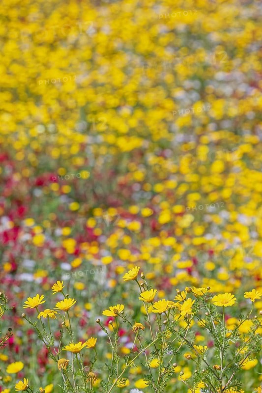 Wild flowers blooming, Cattolica Eraclea, Agrigento district, Sicily, Italy