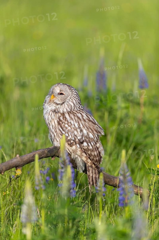 One Ural owl (Strix uralensis) sitting on a branch lying in a field of flowering lupines in late evening light