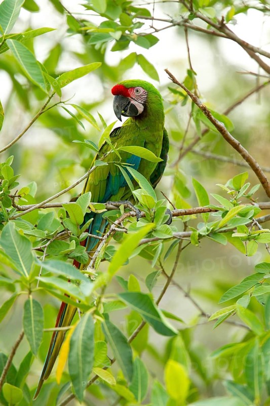Military Macaw Ara militaris El Tuito, Jalisco, Mexico 9 June Adult Psittacidae