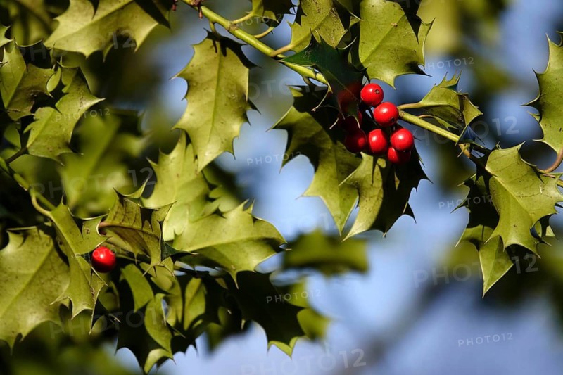 Ilex, Winter, Germany