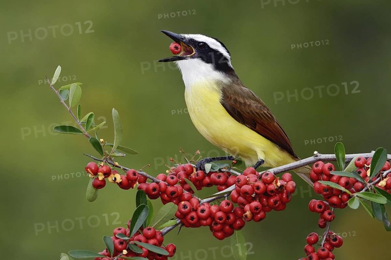 Great Kiskadee (Pitangus sulphuratus), Texas, USA