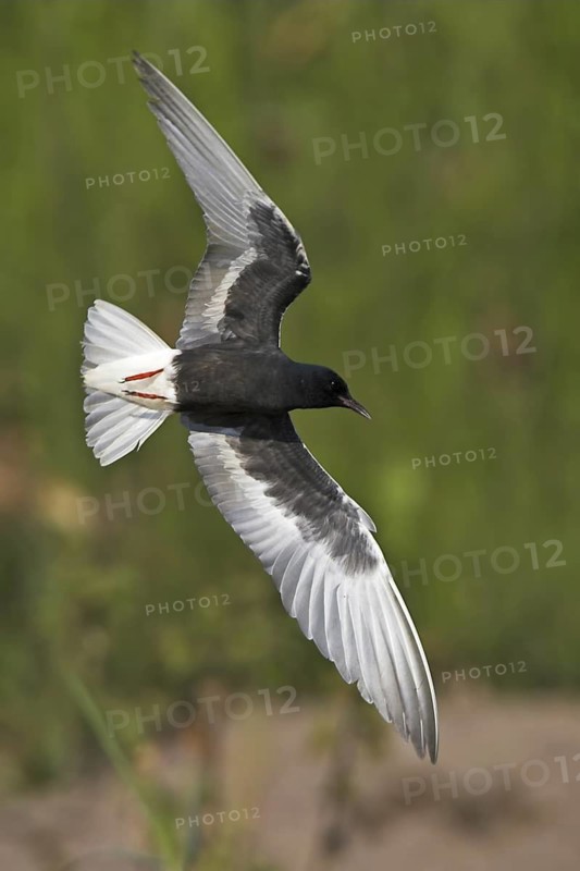 White-winged Tern (Chlidonias leucopterus) flying, Lesvos, Greece