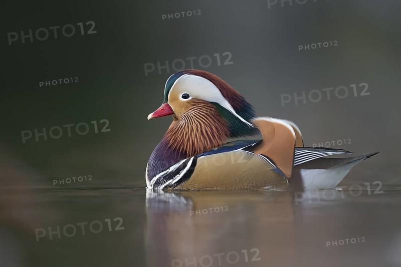 Mandarin Duck (Aix galericulata) male, North Rhine-Westphalia, Germany