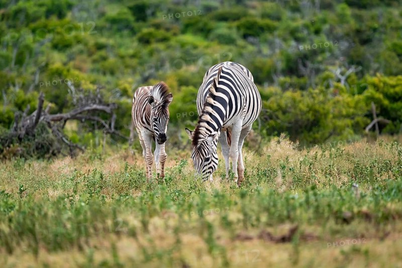 Burchell's zebra (Equus quagga burchelli) with young, Addo Elephant National Park, Eastern Cape, South Africa