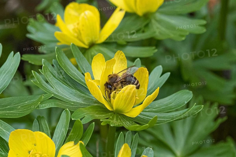 Winter Aconite (Eranthis hyemalis),  Germany