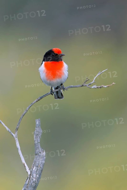 Red-capped Robin (Petroica goodenovii) male perched on a branch, South Australia, Australia