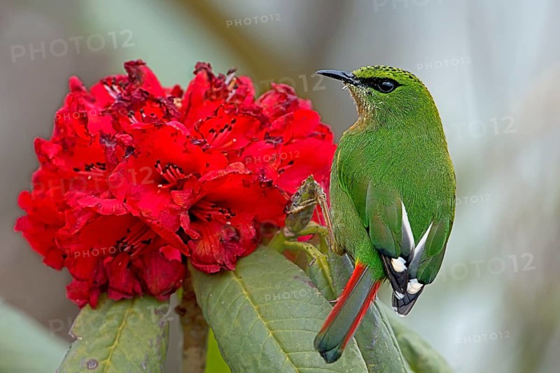 Fire-tailed Myzornis (Myzornis pyrrhoura) feeding on Rhododendron flower nectar, Darjeeling, India