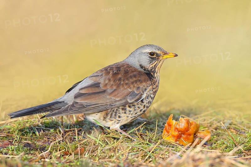 Fieldfare (Turdus pilaris), adult bird foraging on forest floor, eating apple, wildlife, thrushes, winter, nature photography, feeding, winter, Siegerland, North Rhine-Westphalia, Germany