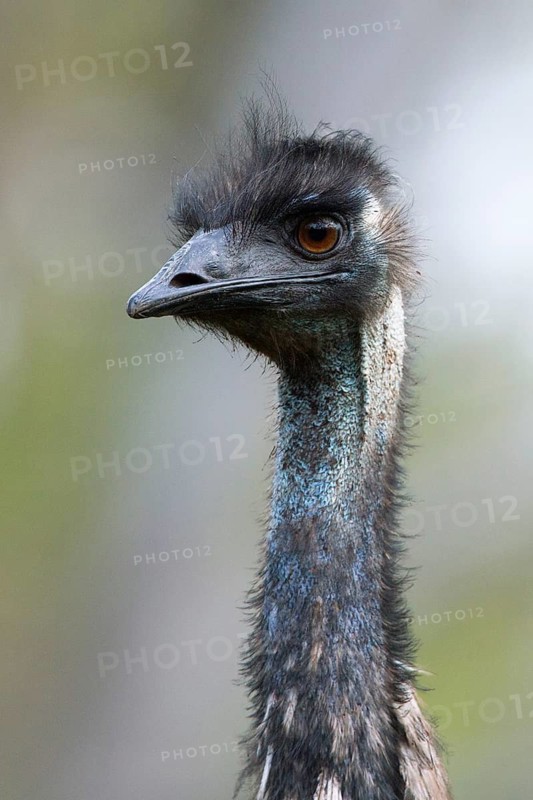 Emu (Dromaius novaehollandiae), Victoria, Australia