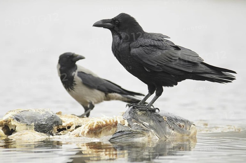 Northern Raven & Hooded Crow (Corvus corax & Corvus cornix), Mecklenburg-Western Pomerania, Germany