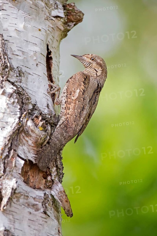Eurasian Wryneck (Jynx torquilla) at breeding cavity, Saxony-Anhalt, Germany