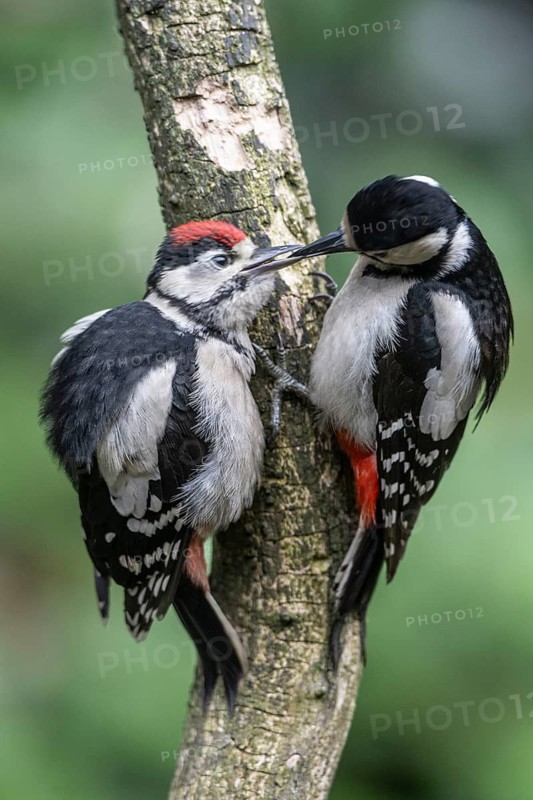 Great spotted woodpecker (Dendrocopos major), adult bird feeding young, Emsland, Lower Saxony, Germany