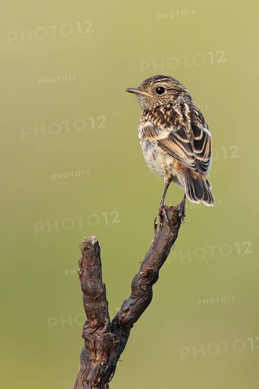 European Stonechat (Saxicola rubicola), Lake Neusiedl, Austria