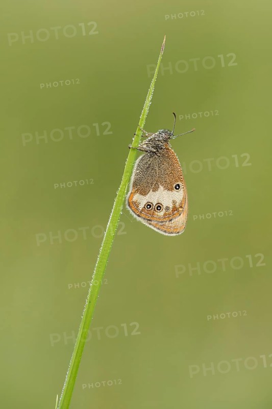 Tweekleurig hooibeestje, Pearly Heath, Coenonympha arcania