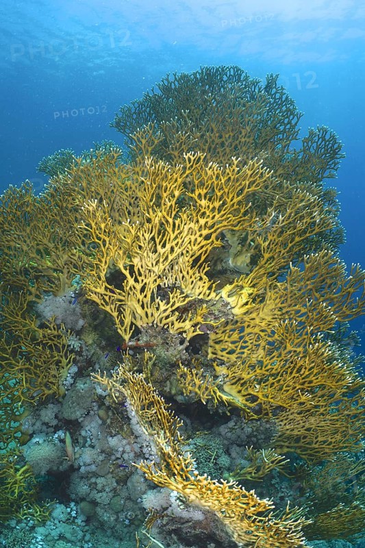 Lattice fire coral (Millepora dichotoma)