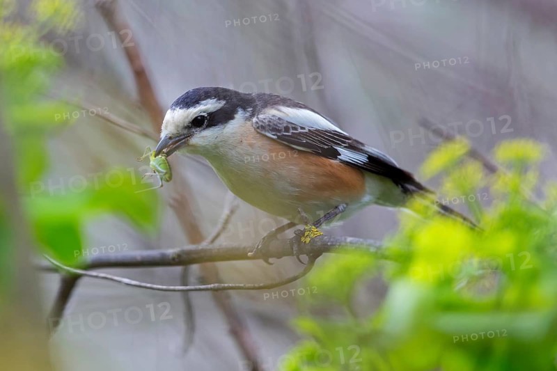 Masked shrike, (Lanius nubicu), animals, birds, family of shrikes, perching site, biotope Lesbos Island, Lesbos, Greece