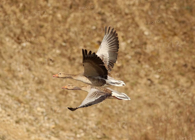 Greylag goose (Anser anser) adults in flight in front of a gravel pit wall, Allgäu, Bavaria, Germany, Allgäu, Bavaria, Germany